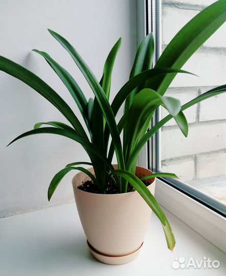 Гиппеаструм красноватый