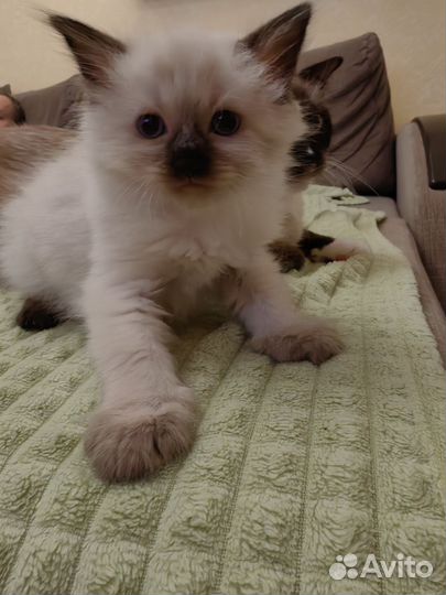 Тайские котята