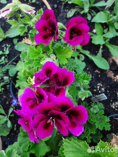 Пеларгонии