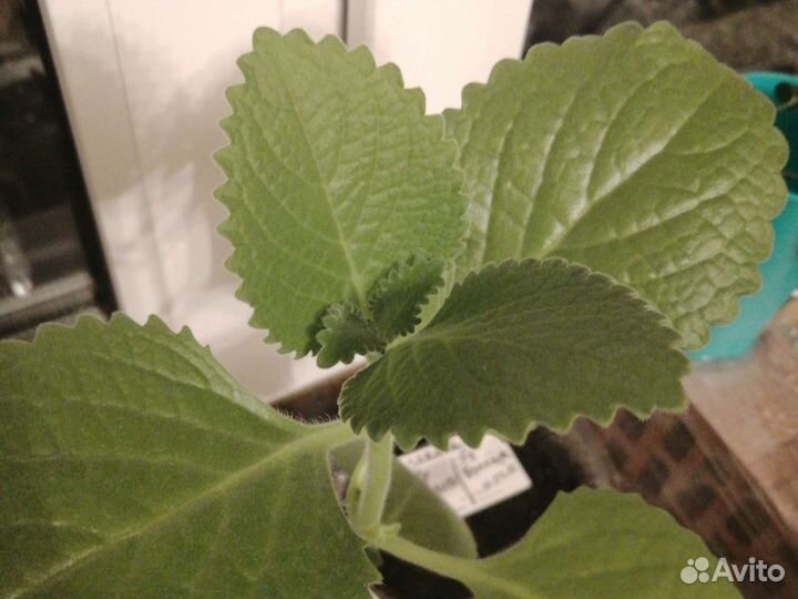 Плектрантус (комнатная мята)