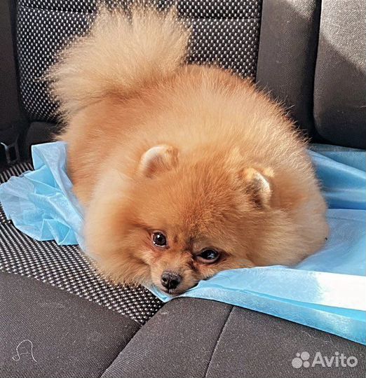 Померанский шпиц вязка