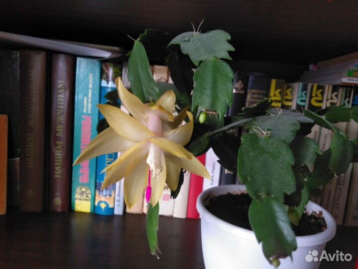 Декабрист шлюмбергера желтый