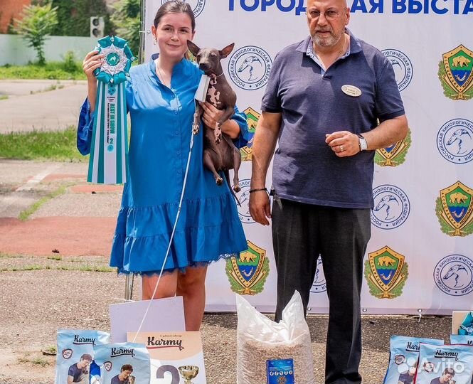 Американский голый терьер щенки