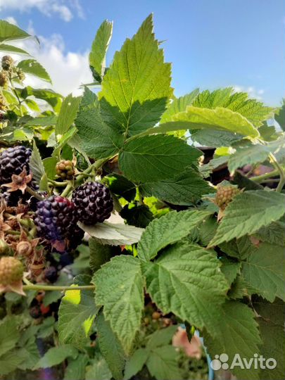 Саженцы ежемалины