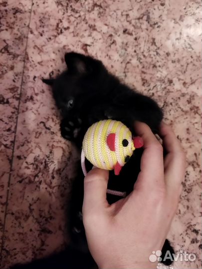 Черный пушистый котенок