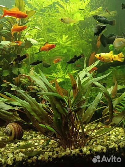 Аквариумные растения