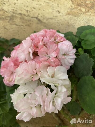 Пеларгония герань сортовая