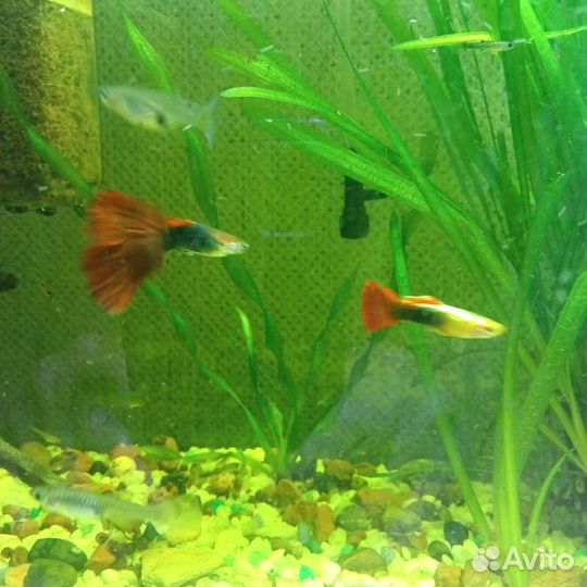 Аквариумные рыбки