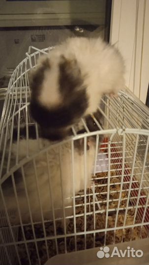 Сирийские хомячки