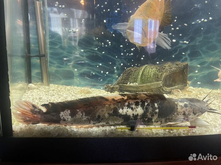 Аквариумные рыбки