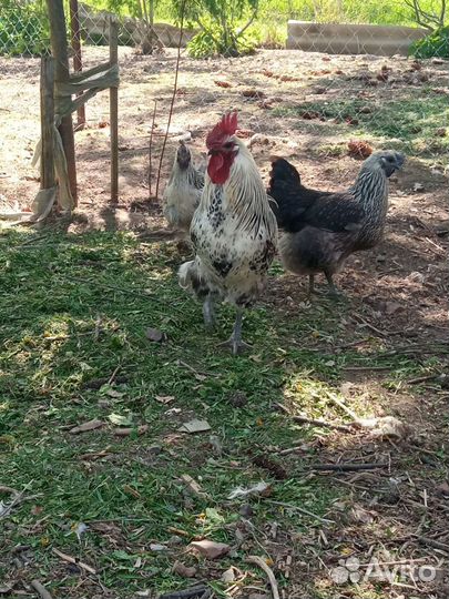 Цветное инкубационное яйцо