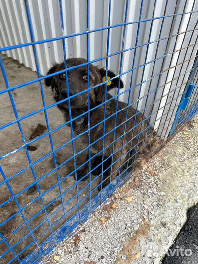 Маленькая добрая собака в отлове, в беде