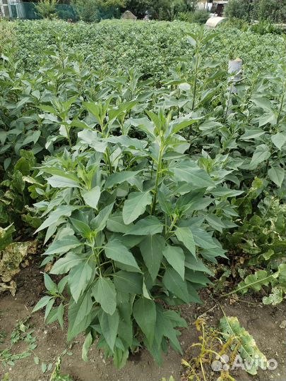 Топинамбур