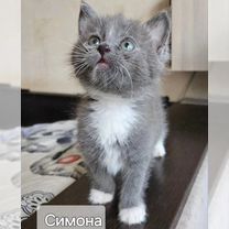 Котята девочки