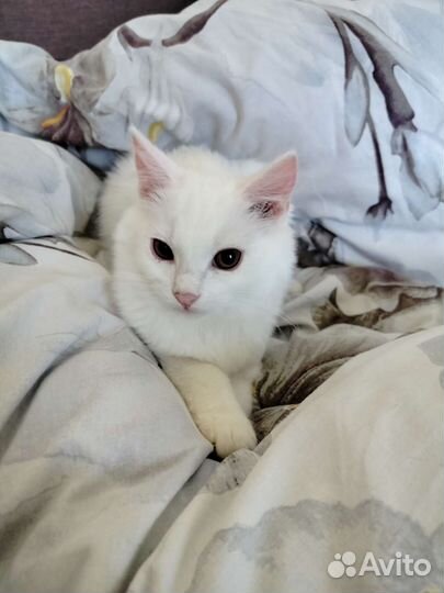 Белые котята