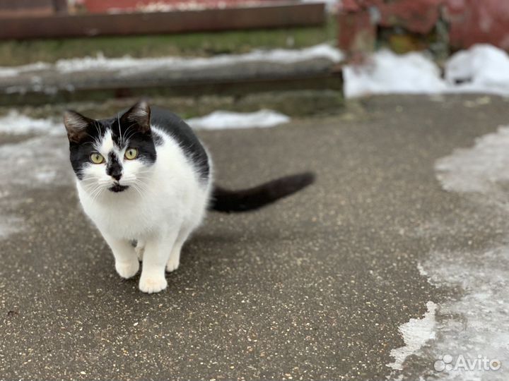 Черно-белый котик с черным носиком