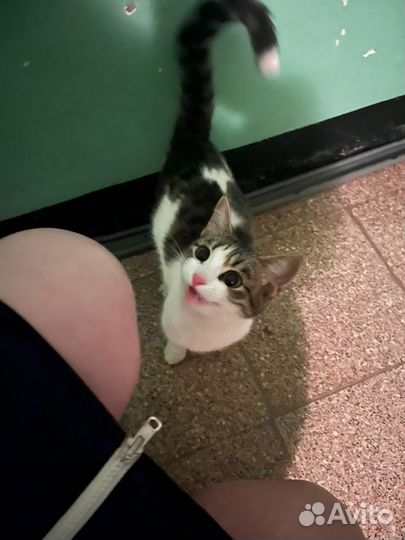 Девочка в добрые руки