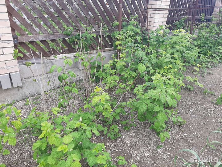 Малина красная и жёлтая