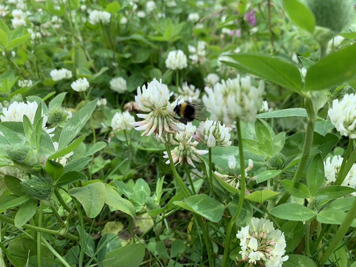 Участок 59 га (СНТ, ДНП)