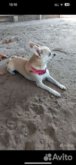 Вязка собак,мальчик чихуахуа ищет невесту