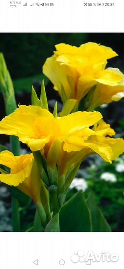 Канны разные