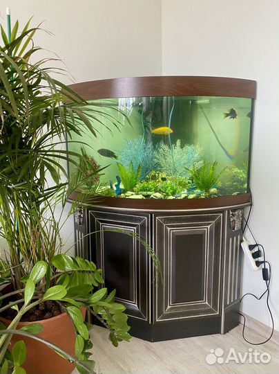 Панорамный угловой аквариум juwel 200 Л