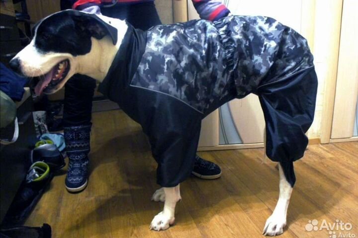 Одежда для собак