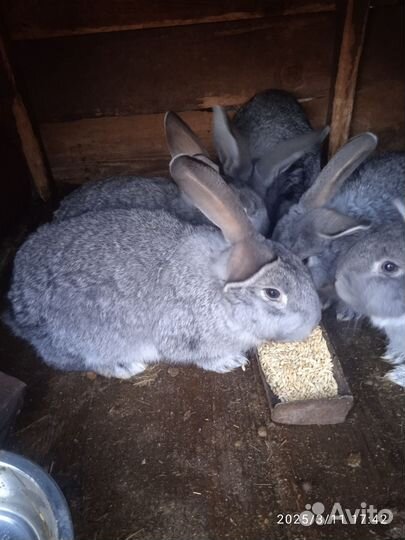 Кролики мясных пород великаны