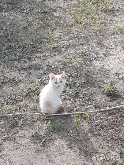 Котята бесплатно