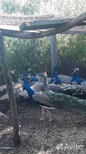 Павлины продажа