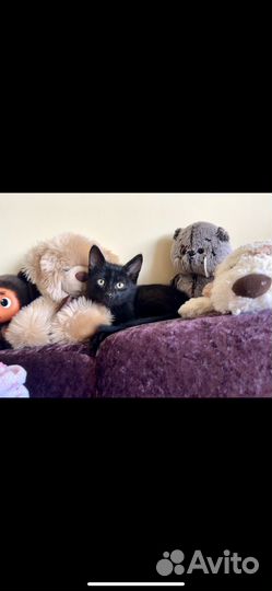 Котенок