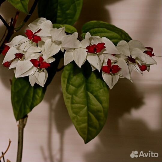 Клеродендрум