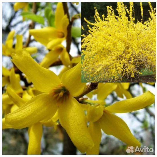 Форзиция саженцы