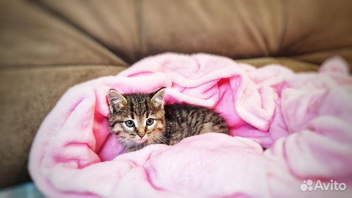 Кошечка в добрые руки