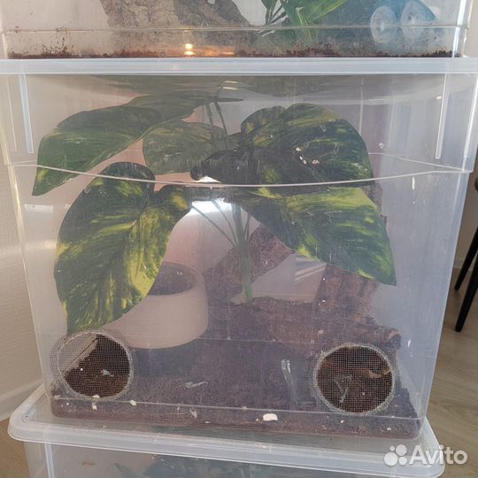 Передержка рептилий (змеи, ящерицы)