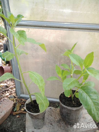 Листья джинуры