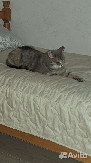 Кошка в дар