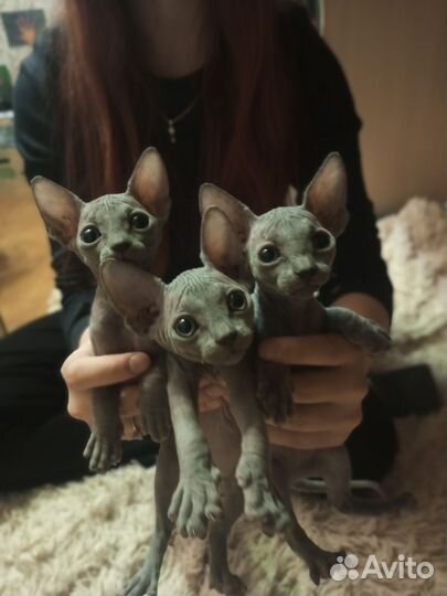Канадский сфинкс