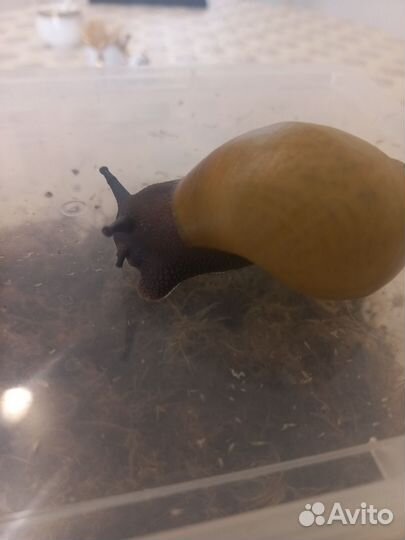 Отдам в добрые руки улиток архахатин