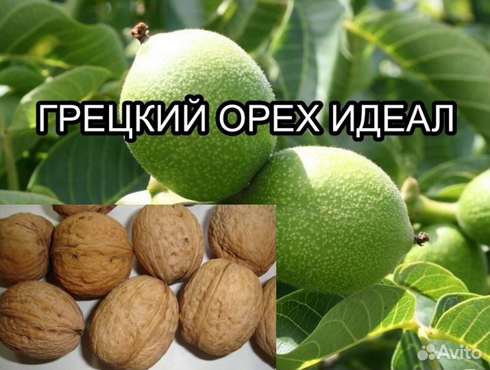 Грецкий орех саженцы
