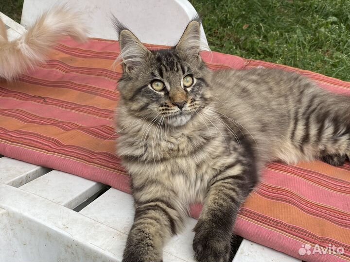 Шикарная гиперласковая кошечка Мейн-кун