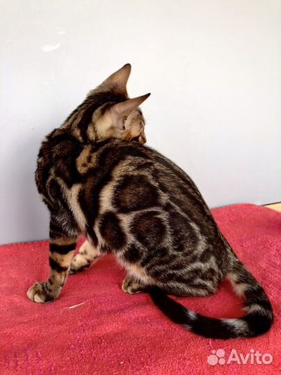 Бенгальская девочка