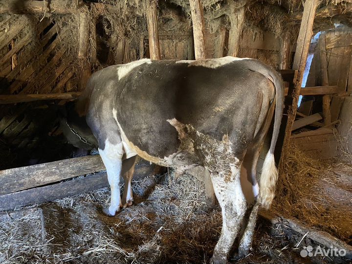 Крупно рогатый скот