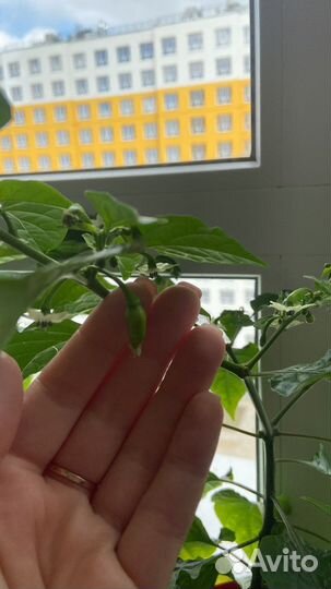 Рассада острых перцев carolina reaper