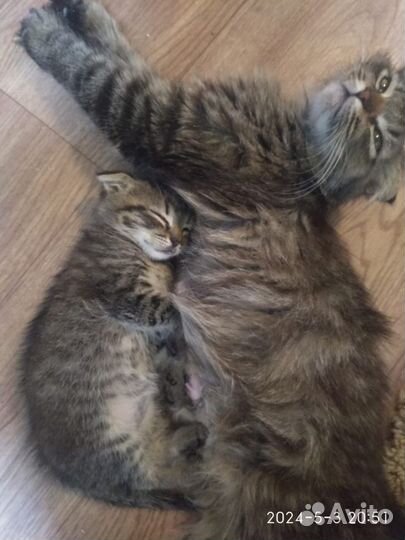 Кошки вислоухие