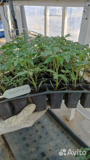 Рассада помидор огурцов перцев петунии бархатцев