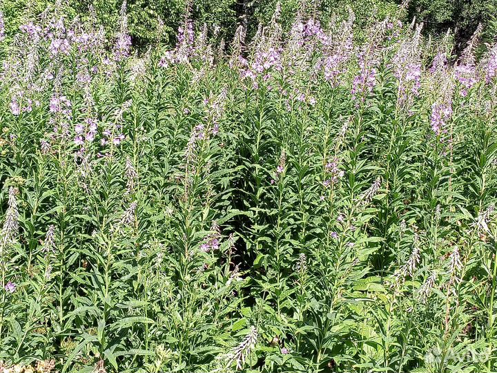 Иван чай доставка