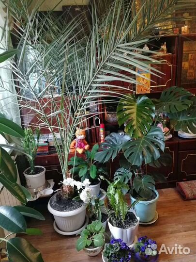 Финиковая пальма