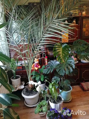 Финиковая пальма