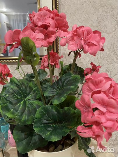 Подарок на 8 марта герань